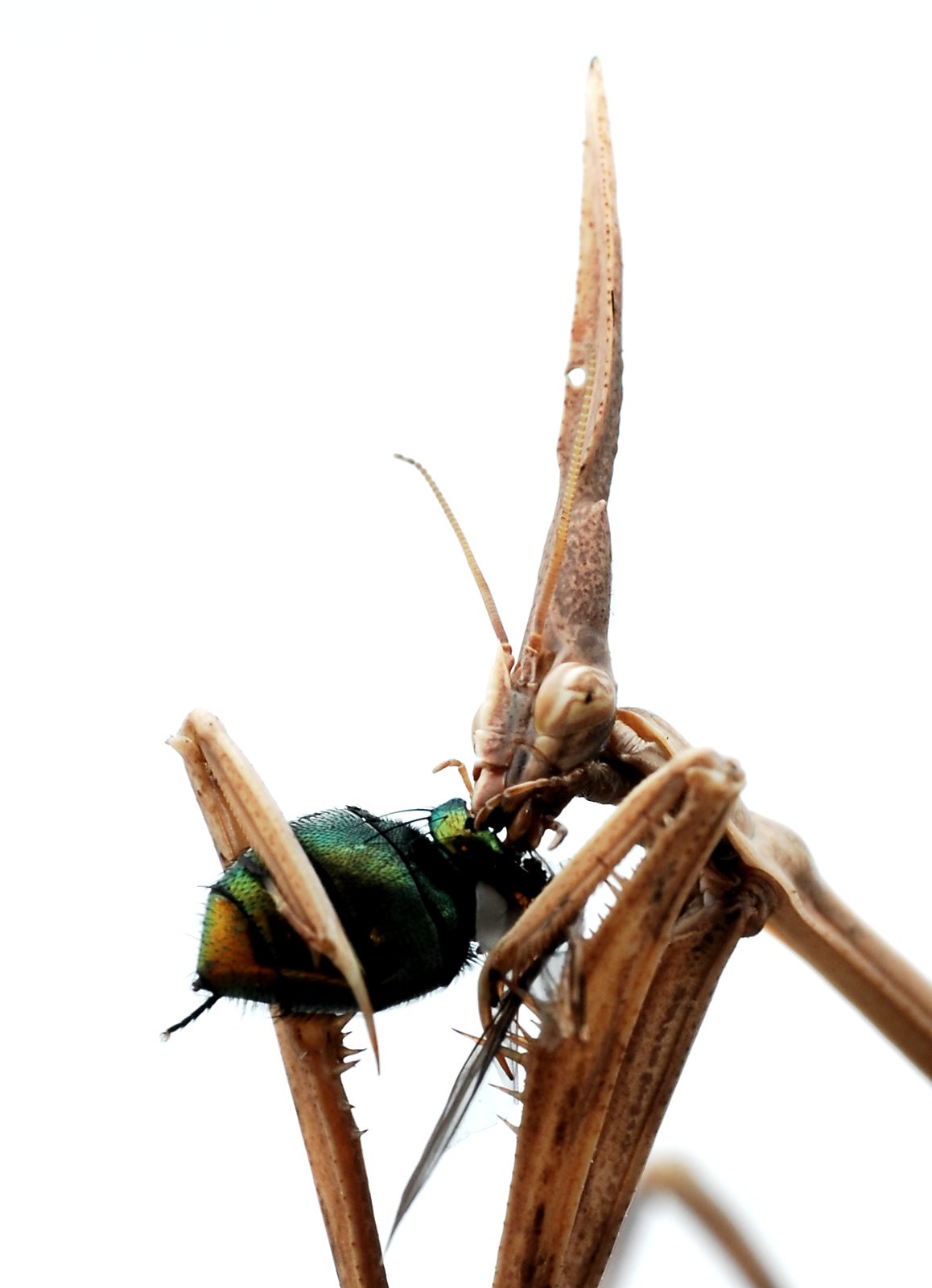 Hypsicorypha gracilis