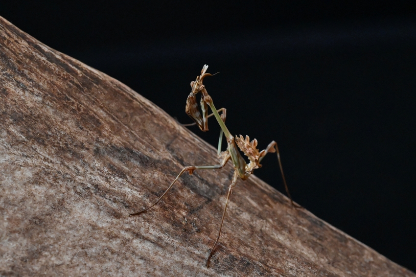 Empusa fasciata