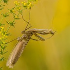 Mantis religiosa, 0.1 adult