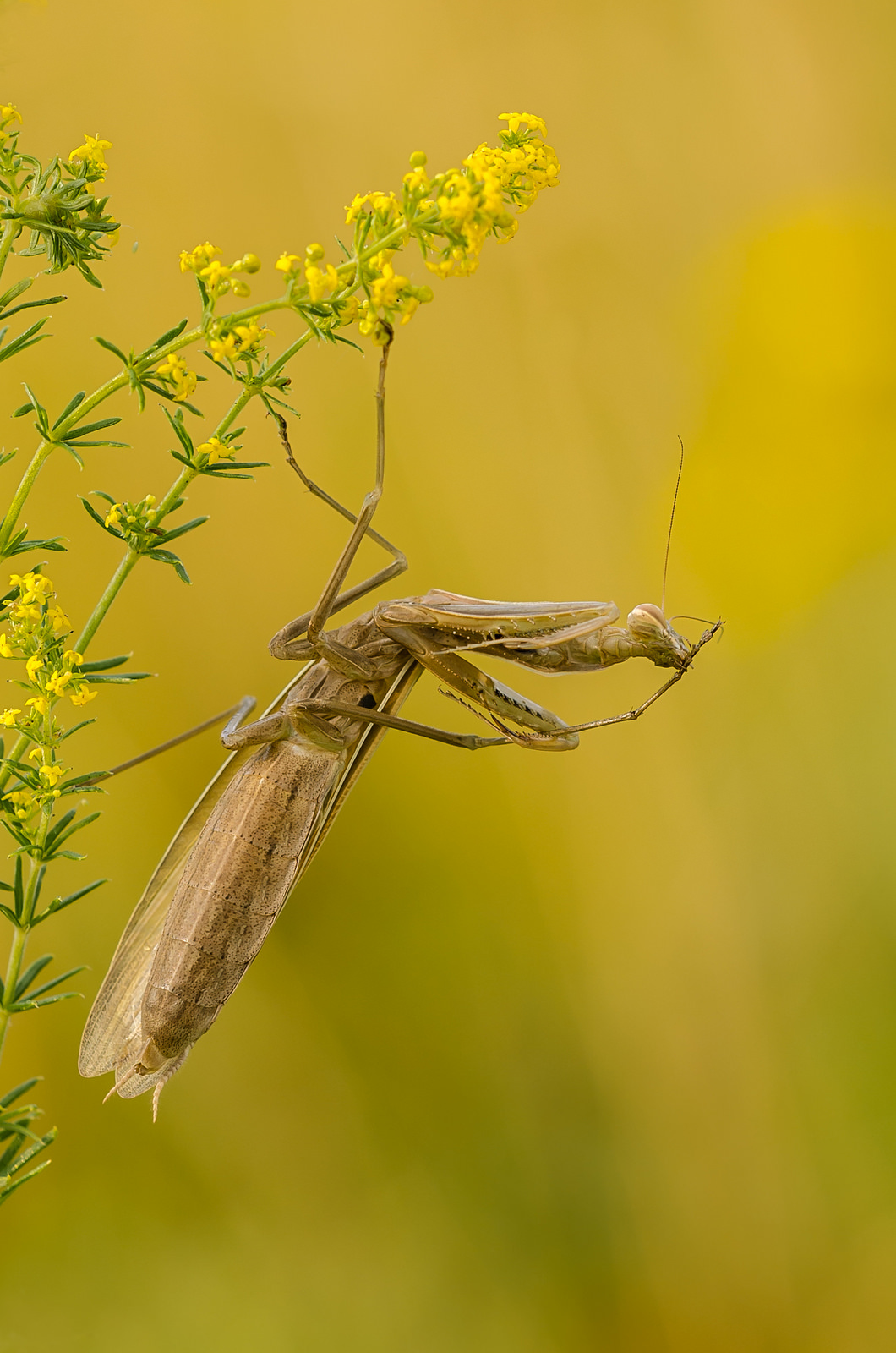 Mantis religiosa, 0.1 adult