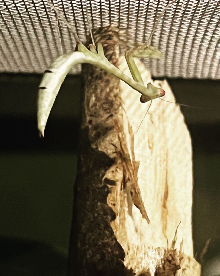 H. Membranancea