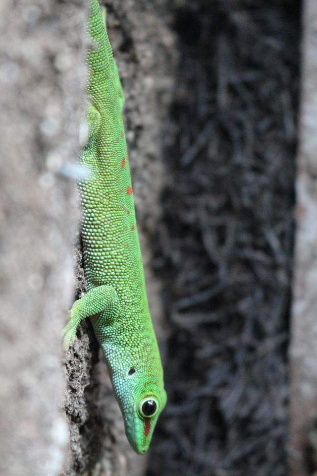 Phelsuma grandis