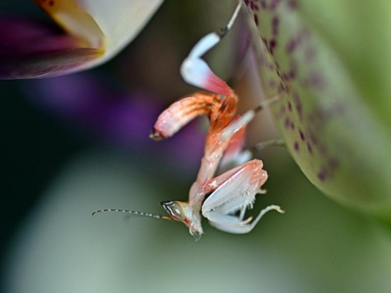 0.0.1 Hymenopus coronatus L2