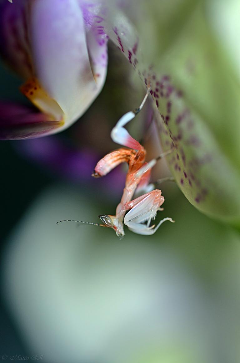 0.0.1 Hymenopus coronatus L2