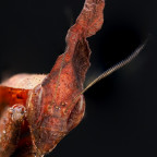 Phyllocrania Paradoxa Female