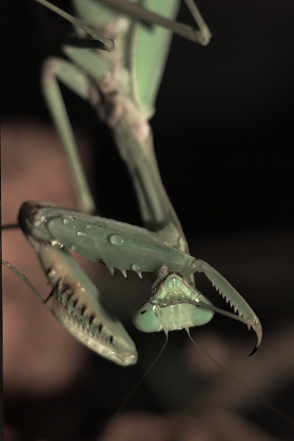 Betti, Hierodula quinquepatellata