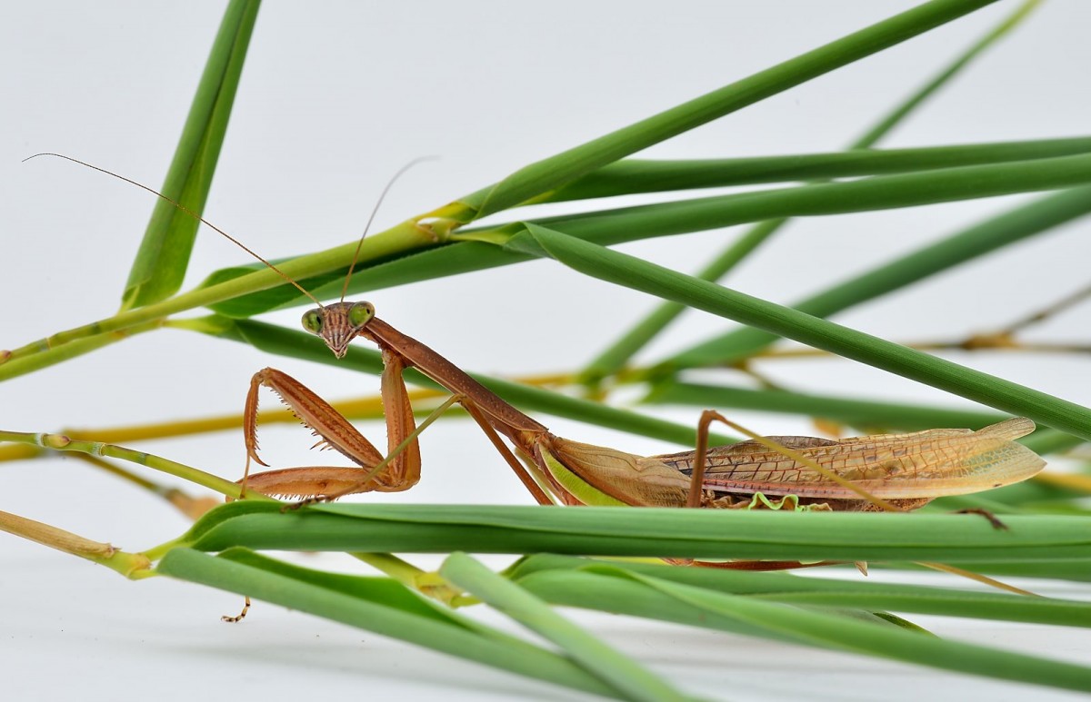 Tenodera sinensis