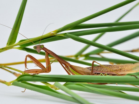 Tenodera sinensis