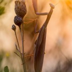 Mantis religiosa