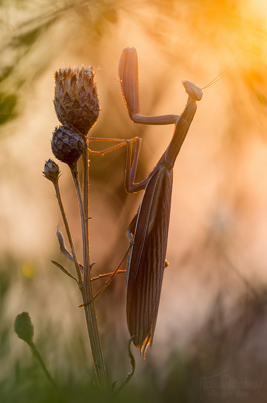 Mantis religiosa