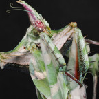 Idolomantis diabolica Weibchen adult