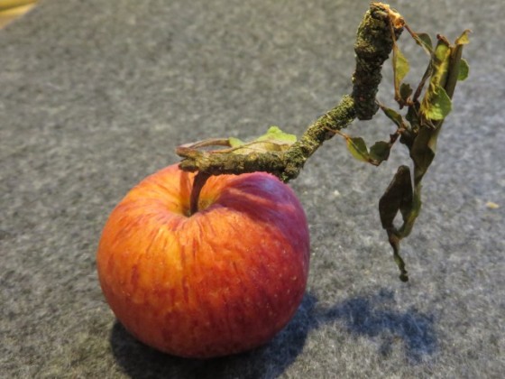 letzter Apfel vom Baum