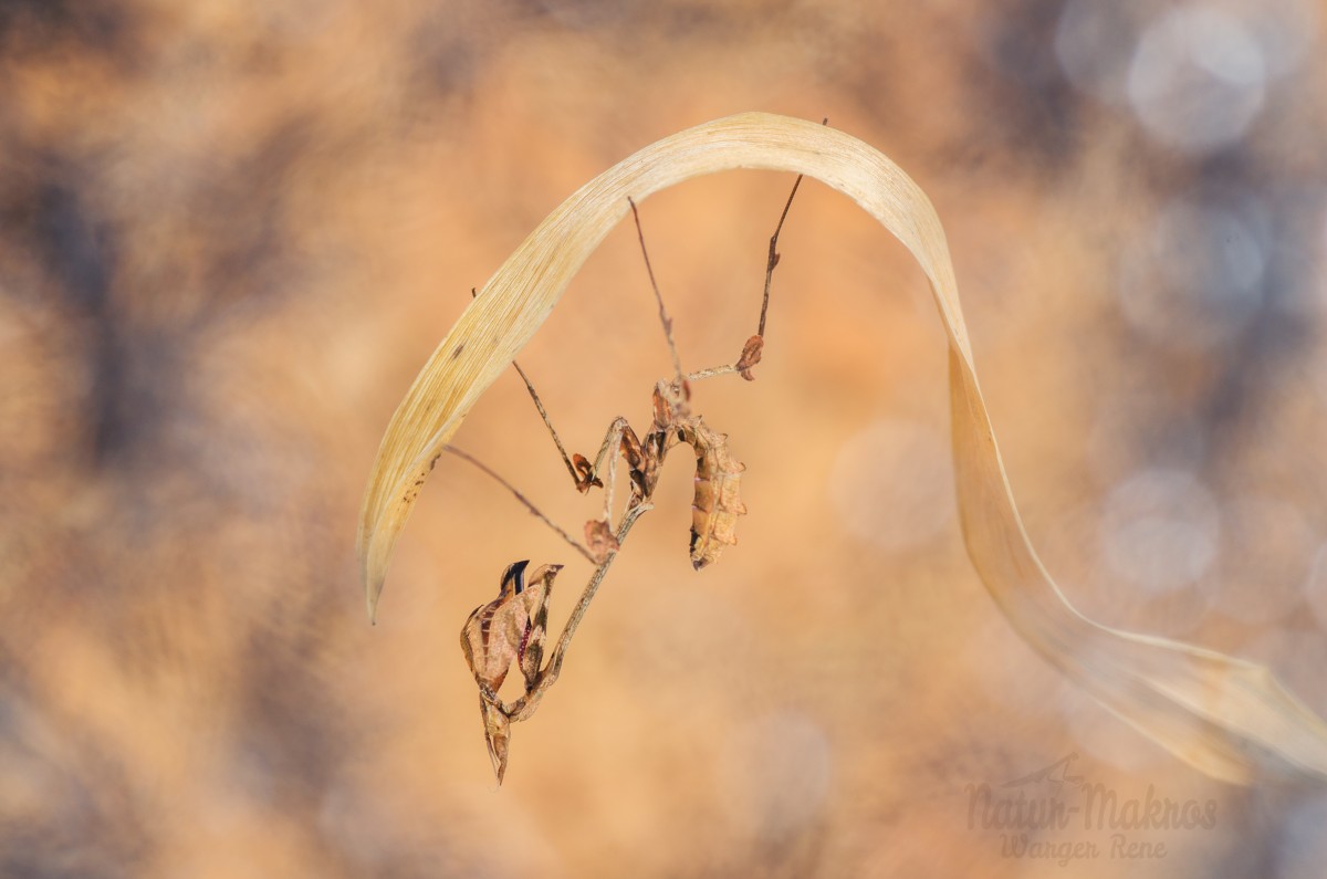 Gongylus gongylodes