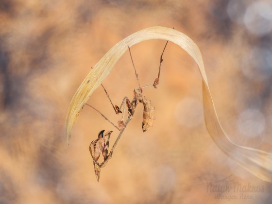 Gongylus gongylodes