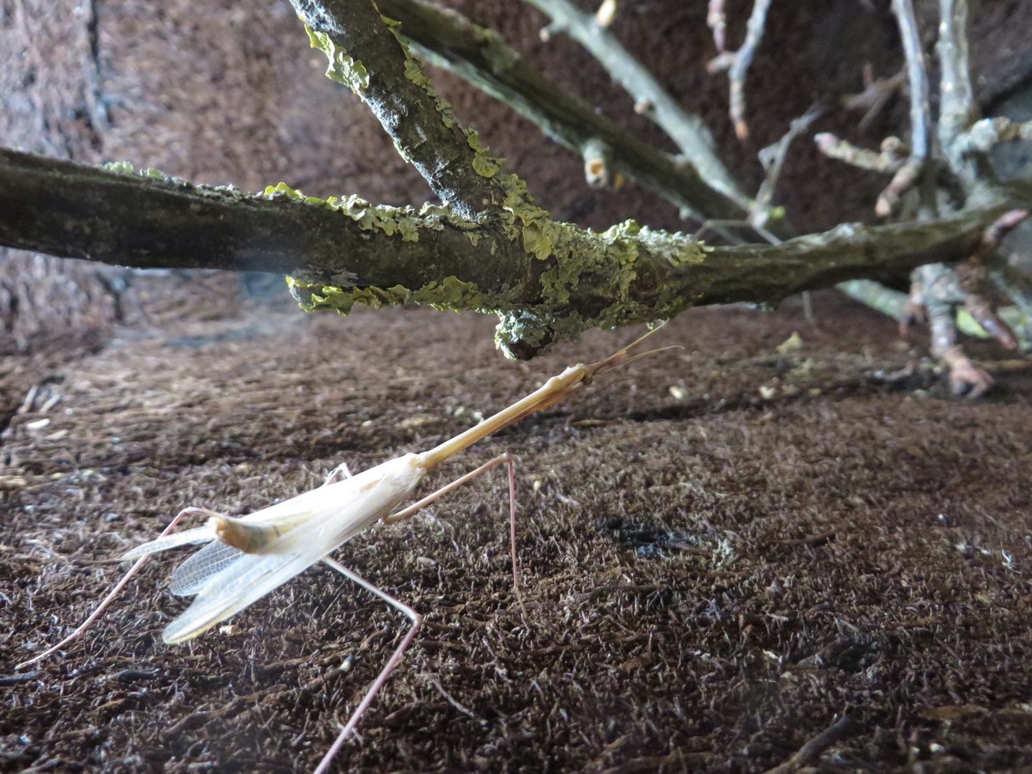 Hypsicorypha gracilis