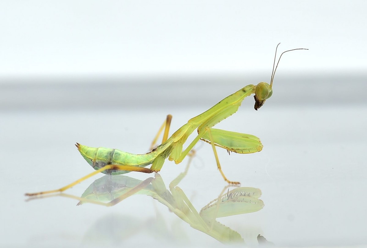 Hierodula spec. "Lombok"