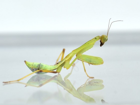 Hierodula spec. "Lombok"