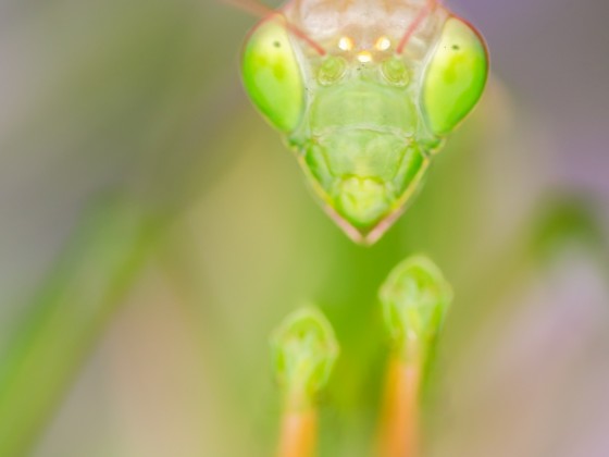 Mantis religiosa