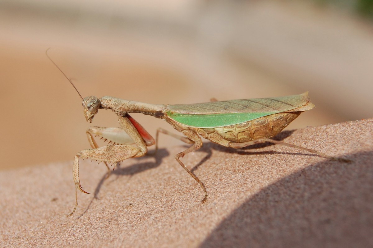 Acromantis formosana