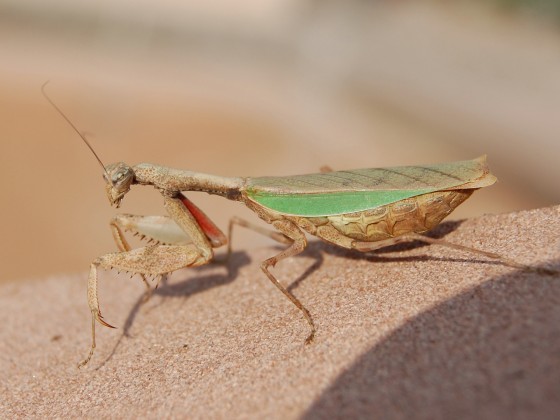 Acromantis formosana