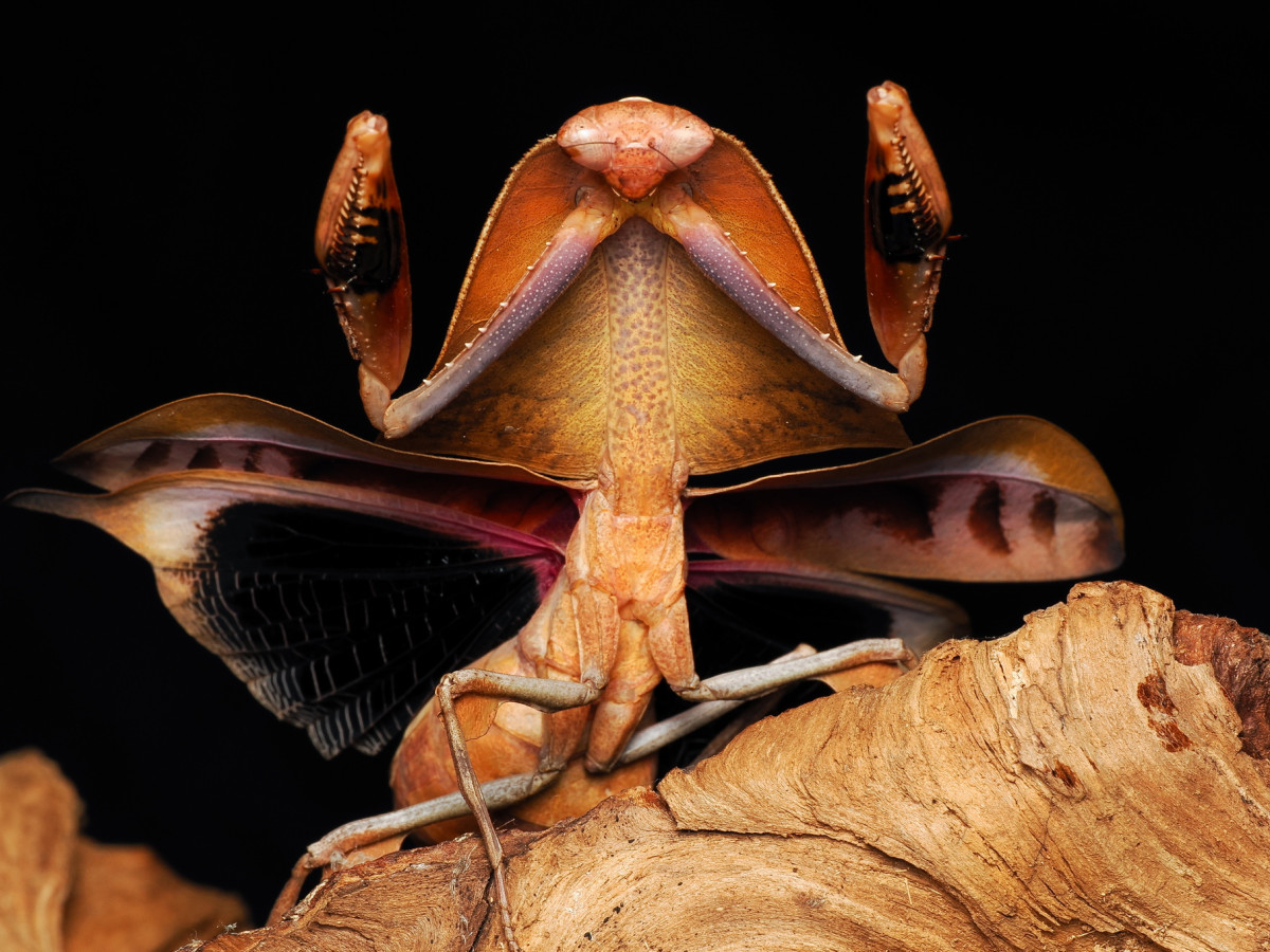 Deroplatys Truncata