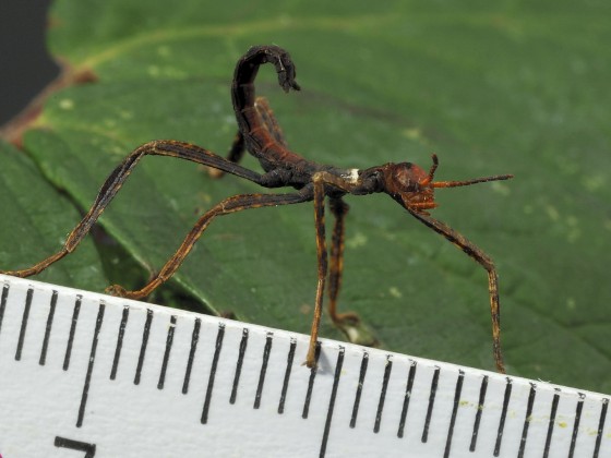 Extatosoma tiaratum