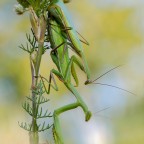 Mantis religiosa