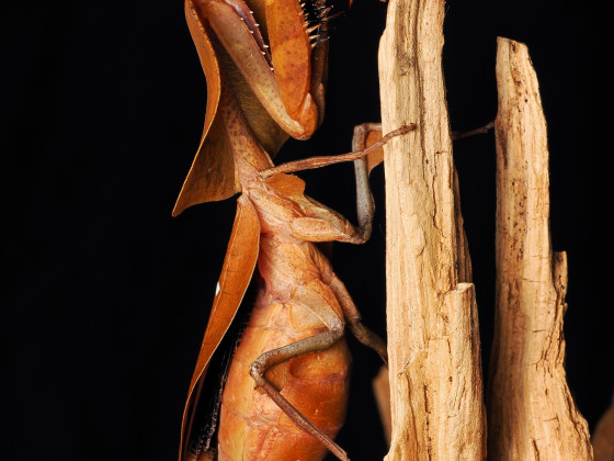 Deroplatys Truncata