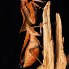 Deroplatys Truncata