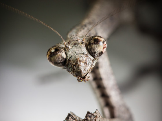 Popa Spurca Crassa Portrait 01