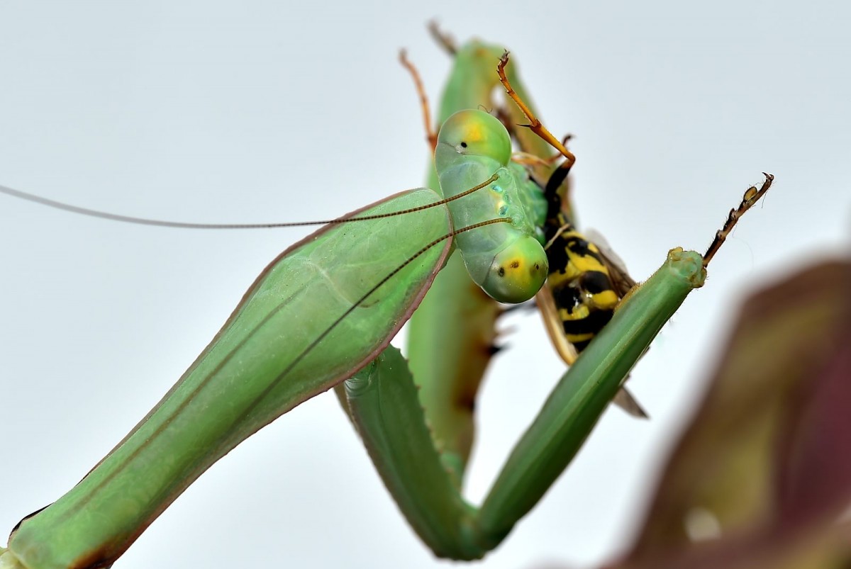 Hierodula spec eating a Wasp