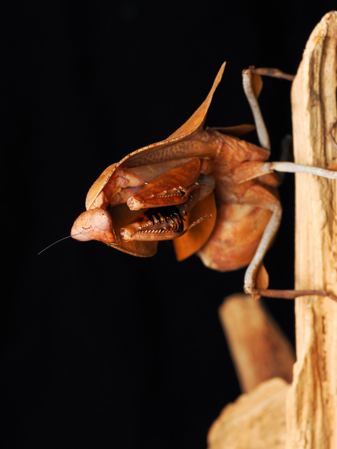 Deroplatys Truncata