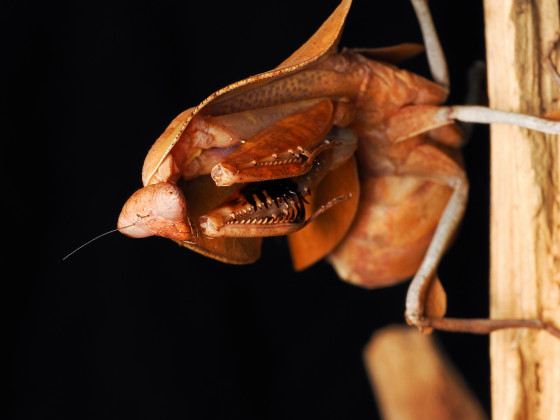 Deroplatys Truncata