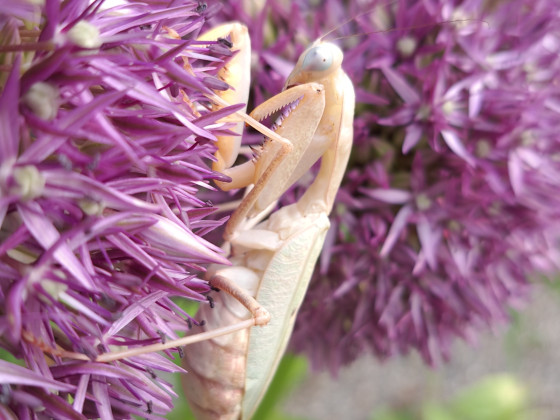 Sphodromantis