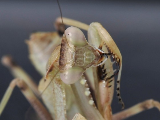 Sphodromantis viridis