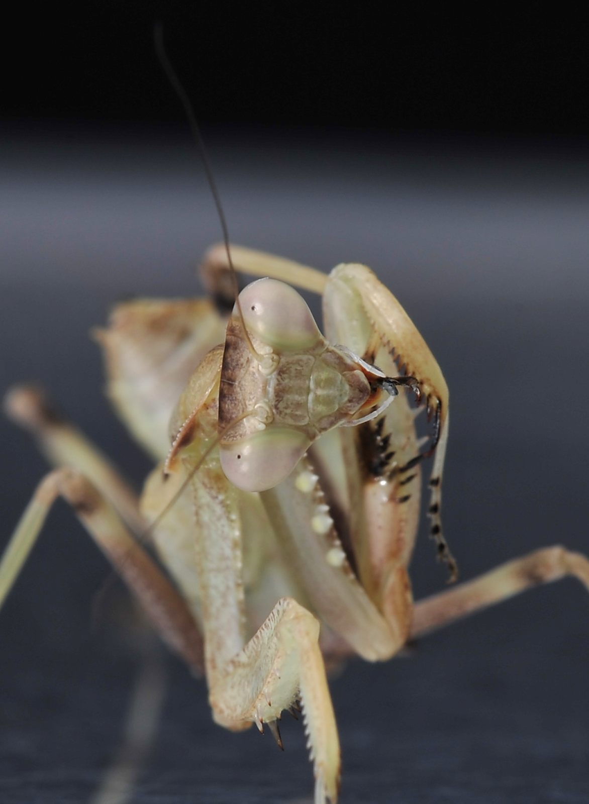 Sphodromantis viridis