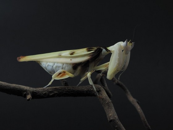 Hymenopus coronatus