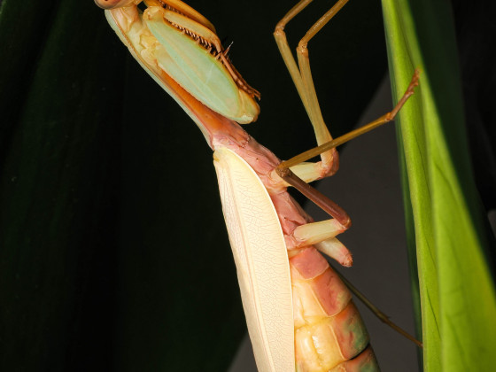 Hierodula spec. Gold