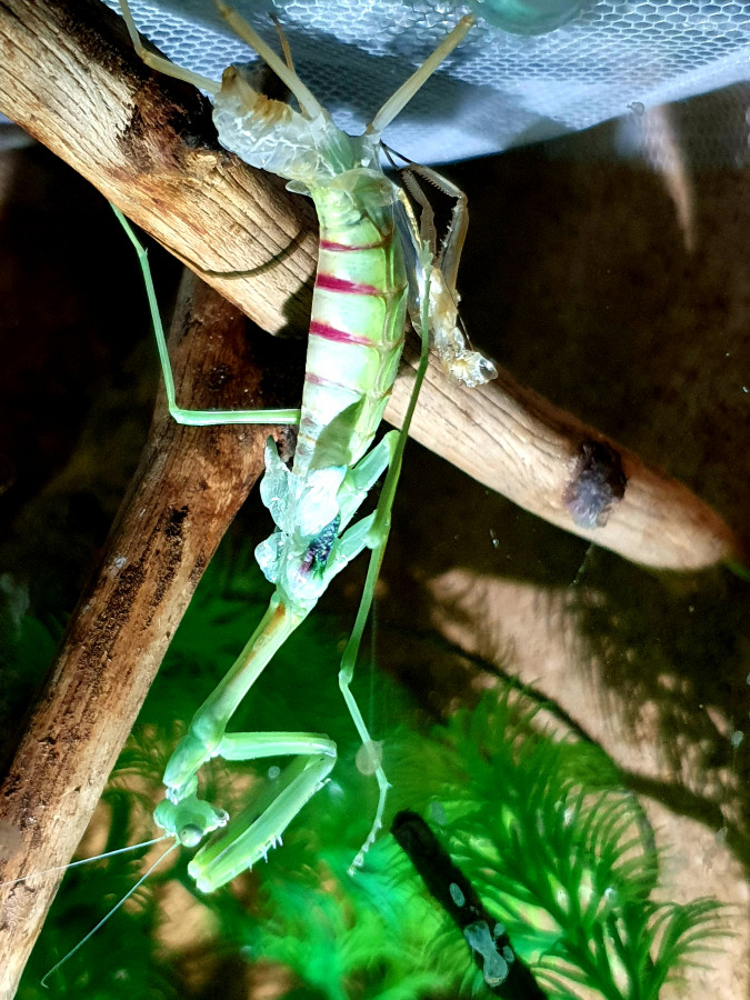 Omomantis zebrata Adulthäutung 0.1