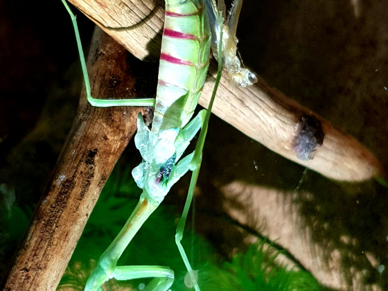 Omomantis zebrata Adulthäutung 0.1