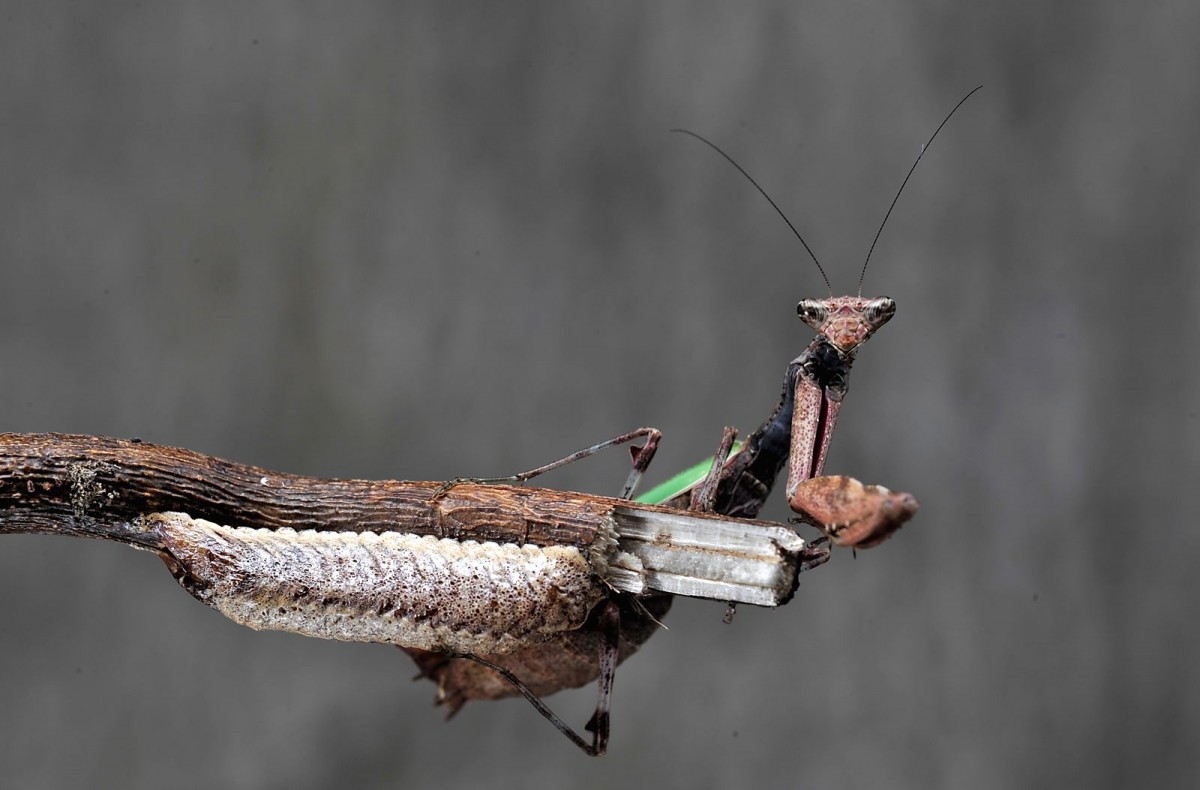 Acromantis formosana