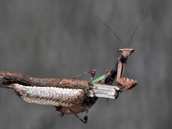 Acromantis formosana