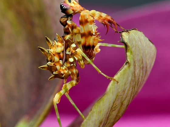 Pseudocreobotra wahlbergii