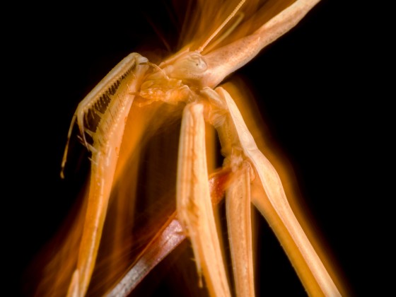 Hypsicorypha gracilis