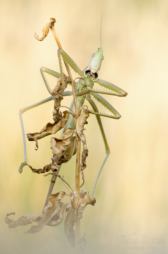 Saga pedo, adult, Braune Farbmorphe