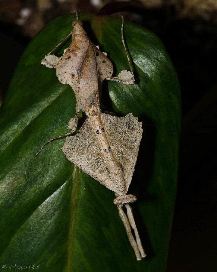 0.1 Deroplatys trigonodera - adult