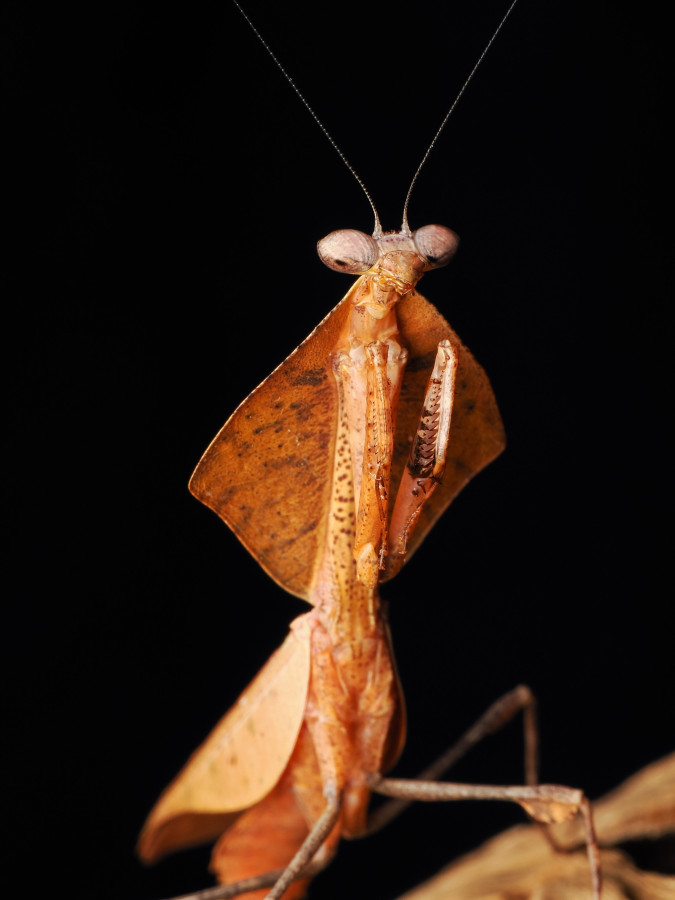 Deroplatys Truncata