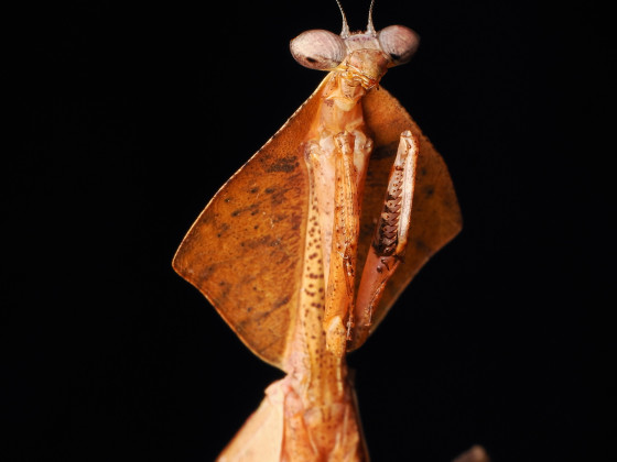 Deroplatys Truncata