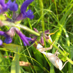 Sphodromantis