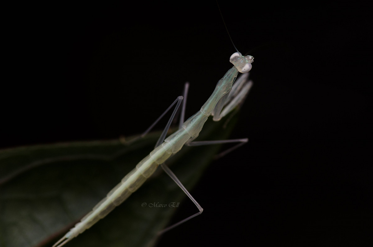 Sinomantis denticulata